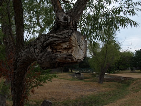 Twisted Wood  Twisted Wood